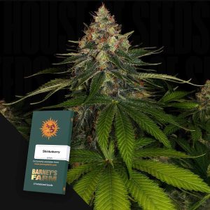 Shiskaberry (0 Samen | Feminisiert) - Barney's Farm
