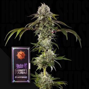 Durban Poison F1 (0 Samen | Feminisiert) - Barney's Farm
