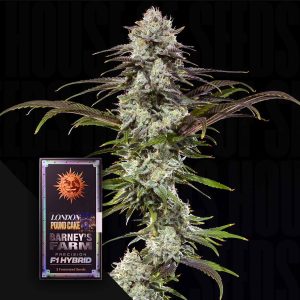 London Pound Cake F1 (0 Samen | Feminisiert) - Barney's Farm