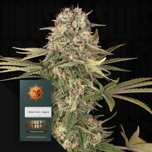 Master Kush (0 Samen | Regular) - Barney's Farm