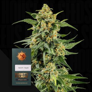 Skunk #1 (0 Samen | Regular) - Barney's Farm