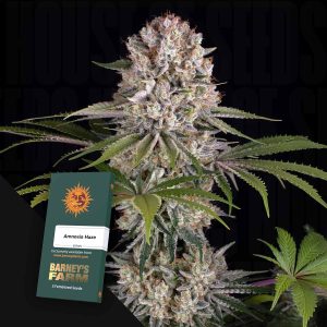 Amnesia Haze (0 Samen | Feminisiert) - Barney's Farm