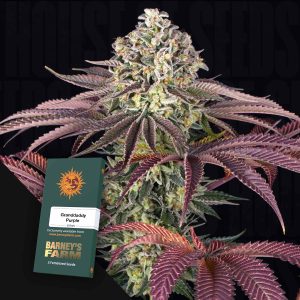 GrandDaddy Purple (0 Samen | Autoflower) - Barney's Farm