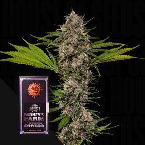 MAC 1 F1 (0 Samen | Feminisiert) - Barney's Farm