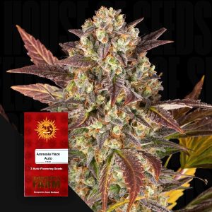 Amnesia Haze Auto