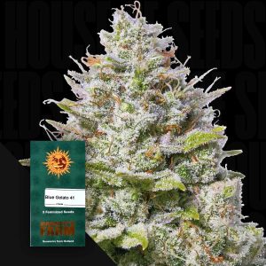 Blue Gelato 41