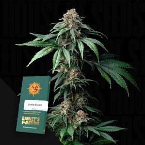 Mendo Breath