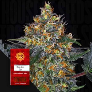 Moby Dick Auto