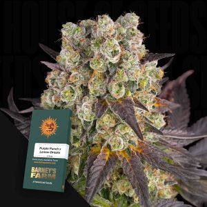 Purple Punch x Lemon Drizzle