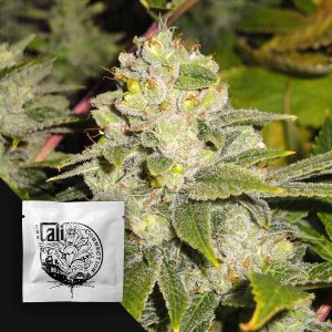 Deadhead OG Auto