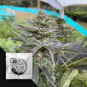 Girl Scout Cookies