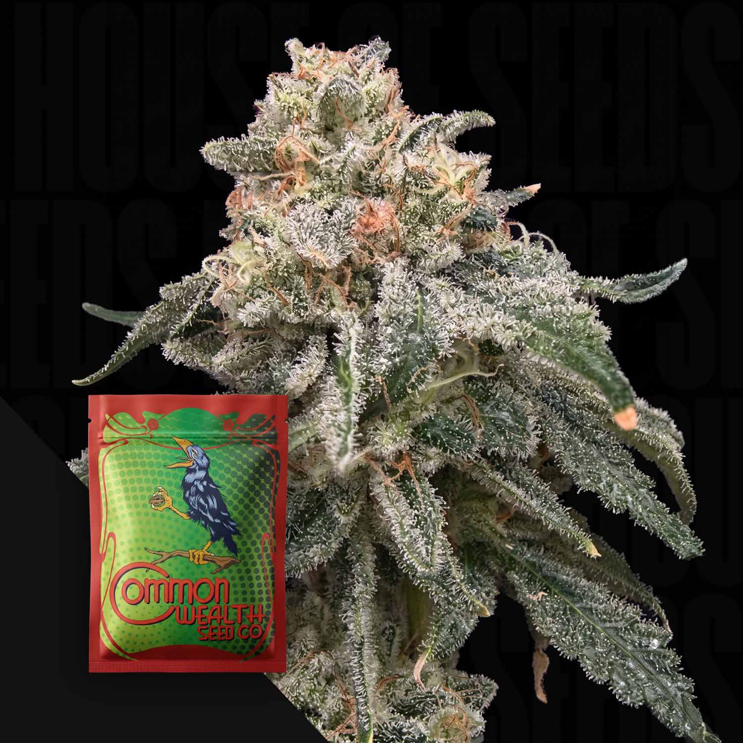 Grape Goblin