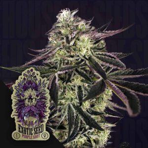 Purple Shot