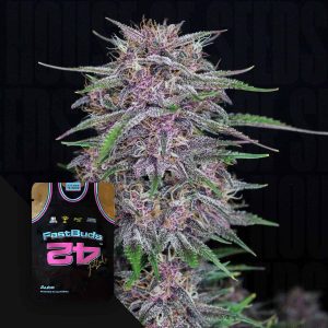 Banana Purple Punch Auto