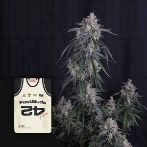 GMO Auto