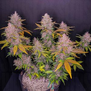 LSD-25 Auto