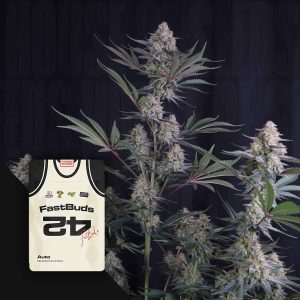 Lemon Tree Auto