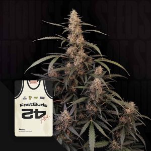Original Auto Amnesia Haze