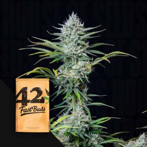 Original Auto White Widow