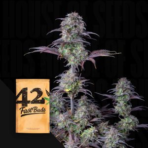 Original Auto Blueberry
