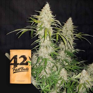 Original Auto Jack Herer