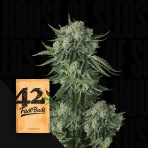 Original Auto Moby Dick