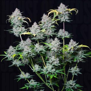 Strawberry Pie Auto