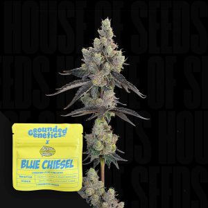 Blue Chiesel