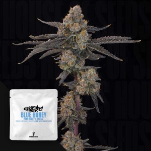 Blue Honey