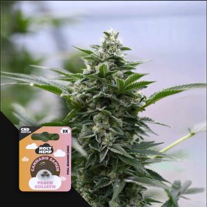 Peach Goliath CBD