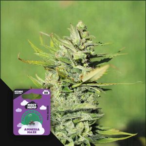 Amnesia Haze