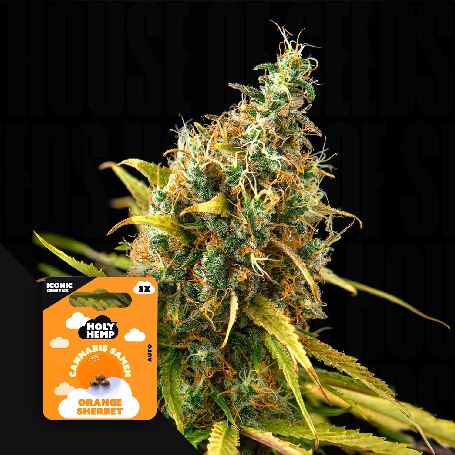 Orange Sherbet