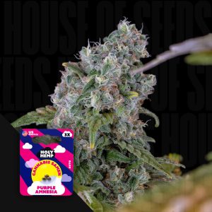 Purple Amnesia