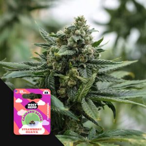 Strawberry Guava