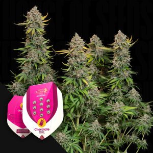 Chocolate Haze