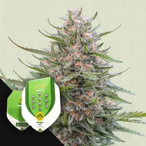 Grape Ape Auto
