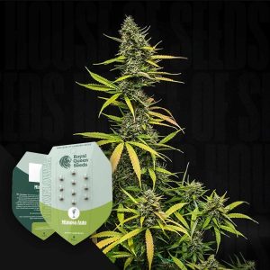 Mimosa Auto