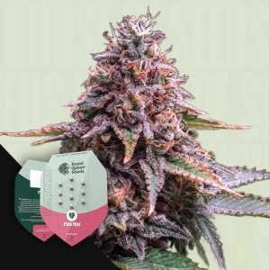 Pink Gorilla