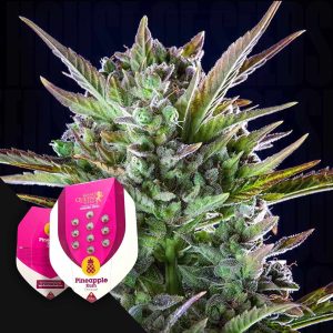 Pineapple Kush