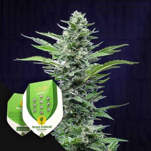 Royal Critical Auto