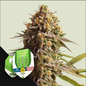 Wedding Cake Auto