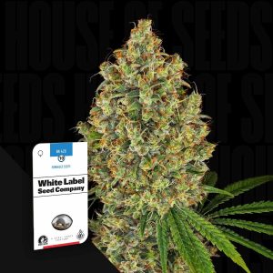 AK 420