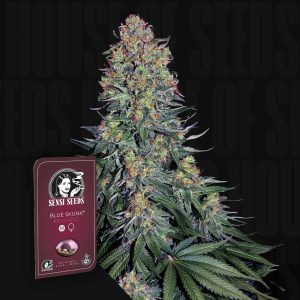 Blue Skunk