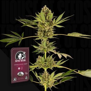 Himalayan CBD