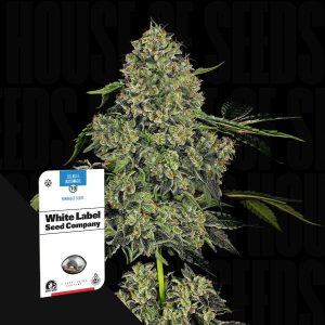 OG Kush Auto