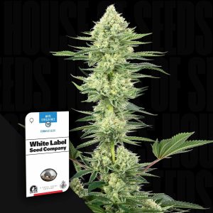 White Gorilla Haze