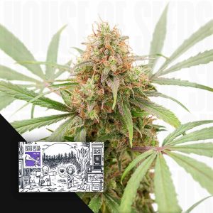 Auto AK Triple Haze